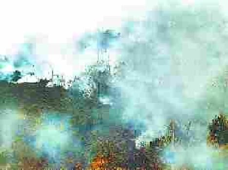 Fire in jungle